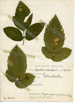 Stellwaag 00064a01 by Klaus Rassinger (Museum Wiesbaden). Used under a CC BY-SA 4.0 license.