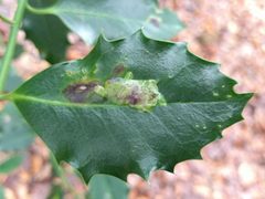 Phytomyza ilicis 176167539 by Michel Langeveld. Used under a CC BY-SA 4.0 license.
