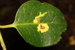 Phytomyza ilicis 177813358 by Stephen James McWilliam. Used under a CC0 license.