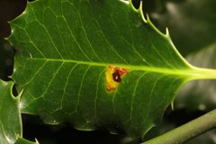 Phytomyza ilicis 179013724 by Stephen James McWilliam. Used under a CC0 license.