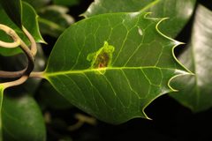 Phytomyza ilicis 179013898 by Stephen James McWilliam. Used under a CC0 license.
