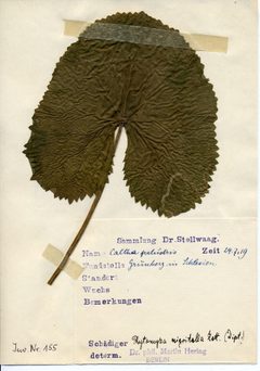 Stellwaag 00155a01 by Klaus Rassinger (Museum Wiesbaden). Used under a CC BY-SA 4.0 license.
