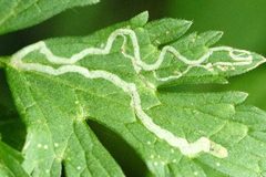 Phytomyza.ranunculi4.-.lindsey by James K. Lindsey. Used under a CC BY-SA 3.0 license.