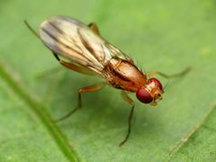 Clusiid Fly - Flickr - treegrow by Katja Schulz from Washington, D. C., USA. Used under a CC BY 2.0 license.