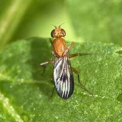 Clusia occidentalis dorsal by Scientia Insectorum. Used under a CC BY-SA 4.0 license.