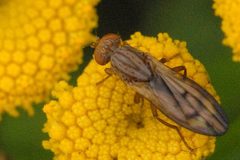Opomyza.germinationis.-.lindsey by James K. Lindsey. Used under a CC BY-SA 3.0 license.