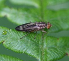 Opomyza germinationis - Flickr - S. Rae by S. Rae from Scotland, UK. Used under a CC BY 2.0 license.