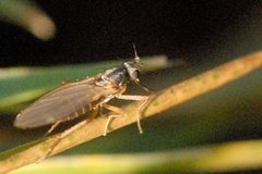 Lonchoptera.species - lindsey by James K. Lindsey. Used under a CC BY-SA 3.0 license.