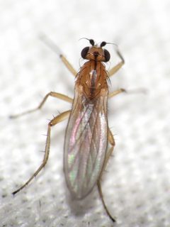 Lonchoptera bifurcata by 



This image is created by user Bareld Storm at Waarneming.nl, a source of nature observations in the Netherlands.
. Used under a CC BY 3.0 license.