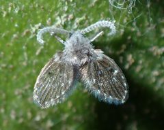 Clogmia albipunctata 184012505 by Saryu Mae. Used under a CC BY 4.0 license.