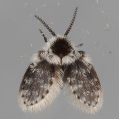 Lepiseodina conspicua 126130591 by Victor Engel. Used under a CC BY 4.0 license.