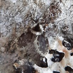 Lepiseodina conspicua 136904753 by Will Linnard. Used under a CC BY 4.0 license.