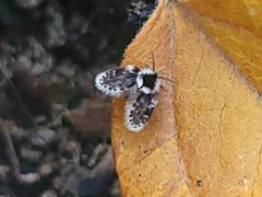 Lepiseodina conspicua 148843903 by Renato R.. Used under a CC BY 4.0 license.