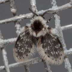 Lepiseodina conspicua 181759334 by Victor Engel. Used under a CC BY 4.0 license.