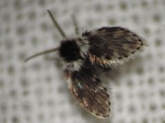 Lepiseodina conspicua 227512385 by Sam Kieschnick. Used under a CC BY 4.0 license.