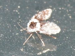 Lepiseodina conspicua 264704567 by Sam Kieschnick. Used under a CC BY 4.0 license.