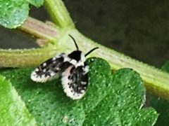 Lepiseodina conspicua 276801703 by Kaden Slone. Used under a CC BY 4.0 license.