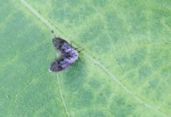 Lepiseodina superba 224364124 by psweet. Used under a CC BY-SA 4.0 license.