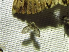 Paramormia furcata 37760631 by Annika Lindqvist. Used under a CC BY 4.0 license.