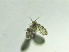 Paramormia furcata 39034894 by Annika Lindqvist. Used under a CC BY 4.0 license.