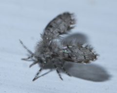 Paramormia furcata 57739893 by Robert Webster. Used under a CC BY-SA 4.0 license.