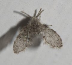 Paramormia furcata 57739927 by Robert Webster. Used under a CC BY-SA 4.0 license.
