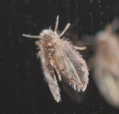 Psychoda alternata 261257606 by Denis Mariasis. Used under a CC BY 4.0 license.