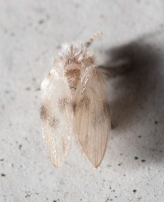 Psychoda sigma - inat 299448126 by {{{name}}}. Used under a CC BY 4.0 license.
