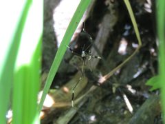 Bittacomorpha clavipes by AmaryllisGardener. Used under a CC BY-SA 4.0 license.