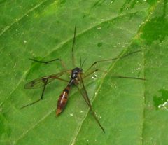 Ptychoptera 1 by Beatriz Moisset. Used under a CC BY-SA 4.0 license.