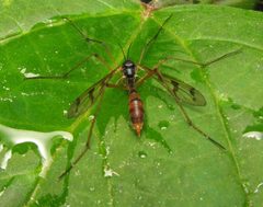 Ptychoptera 2 by Beatriz Moisset. Used under a CC BY-SA 4.0 license.