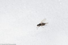 Coelopa frigida on snow by David McCorquodale. Used under a CC BY 4.0 license.