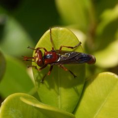 Physocephala burgessi-1 by Eugene Zelenko. Used under a CC BY-SA 4.0 license.