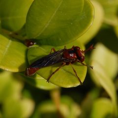 Physocephala burgessi-2 by Eugene Zelenko. Used under a CC BY-SA 4.0 license.