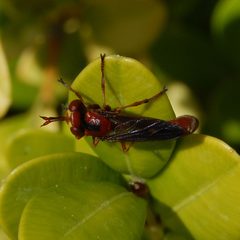 Physocephala burgessi-3 by Eugene Zelenko. Used under a CC BY-SA 4.0 license.