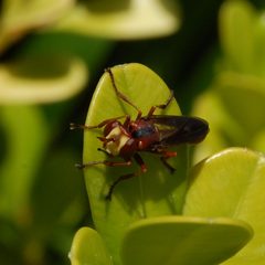 Physocephala burgessi-4 by Eugene Zelenko. Used under a CC BY-SA 4.0 license.