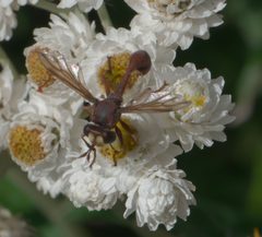 Physocephala burgessi P1060157a by 
xpda. Used under a CC BY-SA 4.0 license.