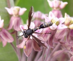 Physocephala furcillata by Beatriz Moisset. Used under a CC BY-SA 4.0 license.