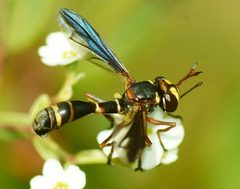 Physocephala marginata by iNaturalist user: psweet. Used under a CC BY-SA 4.0 license.