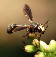 Thick-headed Fly - Flickr - treegrow by Katja Schulz from Washington, D. C., USA. Used under a CC BY 2.0 license.