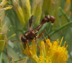 Physocephala texana - inat 56861595 by {{{name}}}. Used under a CC BY-SA 4.0 license.