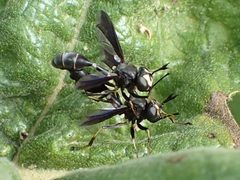 Physocephala tibialis by Kaldari. Used under a CC0 license.