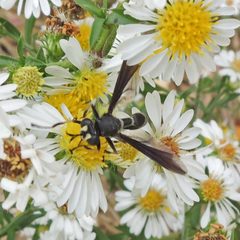Physocephala tibialis 1306707 by Bill Keim. Used under a CC BY 4.0 license.