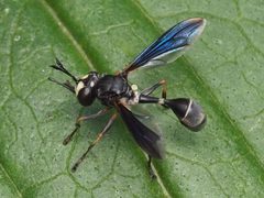 Physocephala tibialis 148585435 by Zygy. Used under a CC0 license.