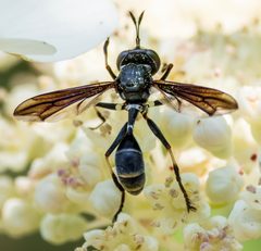Physocephala tibialis 289253739 by Nell Cant. Used under a CC BY 4.0 license.