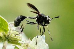 Physocephala tibialis 311540540 by Louise Woodrich. Used under a CC BY 4.0 license.