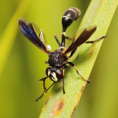 Physocephala tibialis 311961577 by Adrienne van den Beemt. Used under a CC BY 4.0 license.