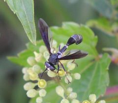 Physocephala tibialis female by Beatriz Moisset. Used under a CC BY-SA 4.0 license.