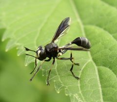 Physocephala tibialis male by Beatriz Moisset. Used under a CC BY-SA 4.0 license.