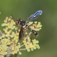 Physoconops brachyrhynchus - inat 216971572 by {{{name}}}. Used under a CC BY-SA 4.0 license.